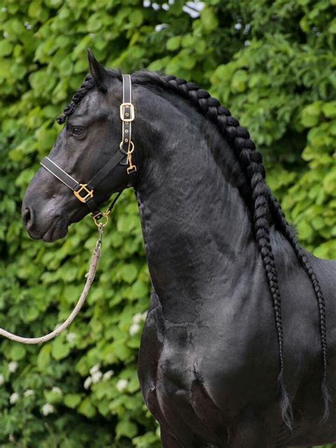 stal hermes friesian horses|HERMES .